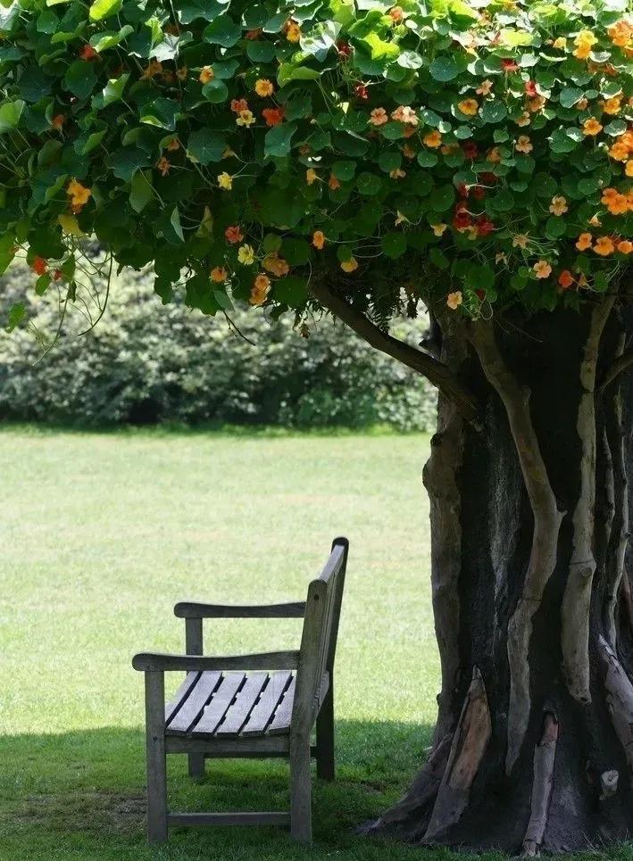 徐映珉||疏影映窗情思涌——品读刘光斌老师散文《好大一棵树》