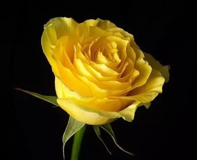 给大家介绍一下玫瑰品种,玫瑰的品种及特点介绍