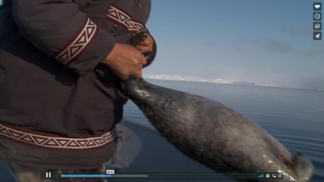 猎杀海豹，吃肉不吃素？！原住民们怒怼动保组织：站着说话不腰疼
