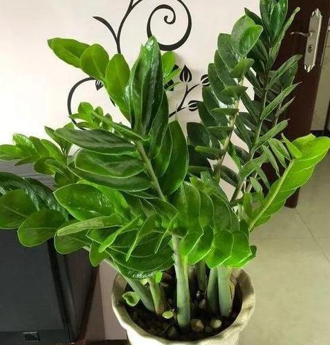 金钱树的种植和管理,养好金钱树需要注意什么细节