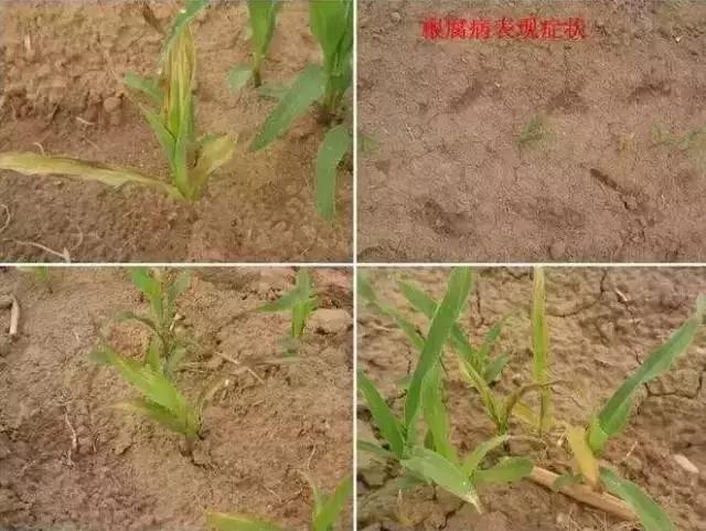 玉米苗期病虫害的防治,玉米苗期病虫害图片