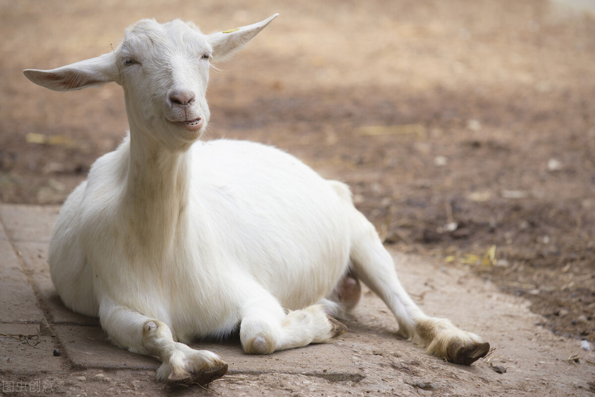 “羊不离头”,3步教你调教出优秀的领头羊!养羊人一定要学习