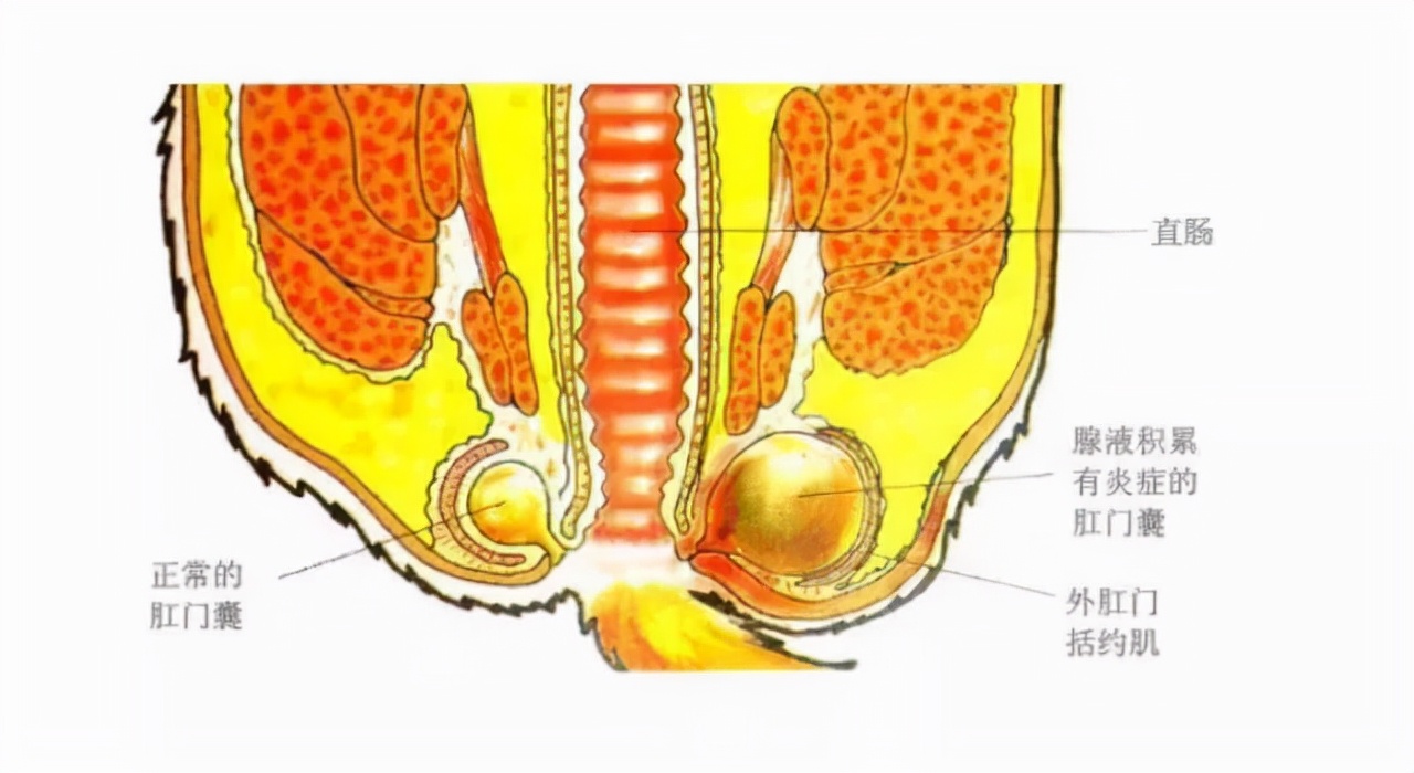 狗狗一见面,为什么会先“闻屁股”?科学研究这是彼此交流的方式