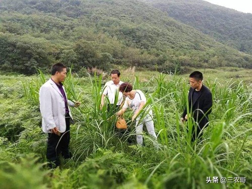 农村最赚钱的职业,未来几年这5种农村职业可能暴富