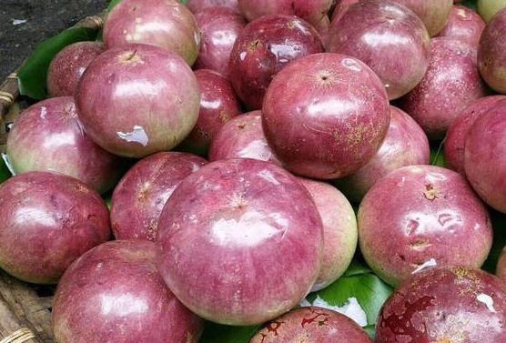 农村种植业致富项目推荐,农村致富项目一年四季有收益