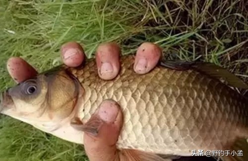 拉饵微离底钓法,拉饵破丝怎样操作