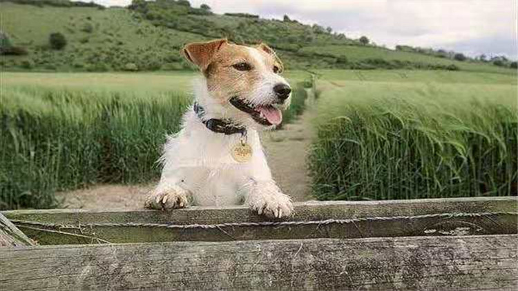 常见的梗犬有什么,梗犬是什么狗