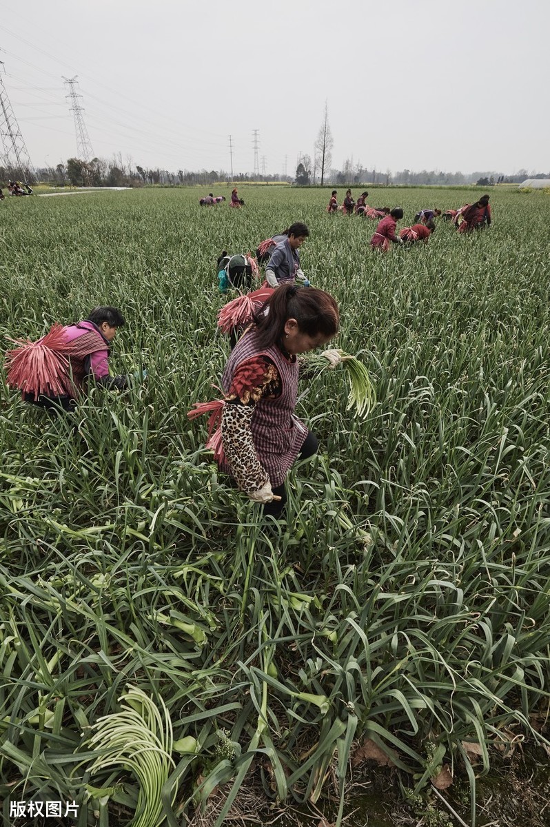 大蒜抽薹后有些植株自然倒伏，倒伏影响产量吗？需要人为干预吗？