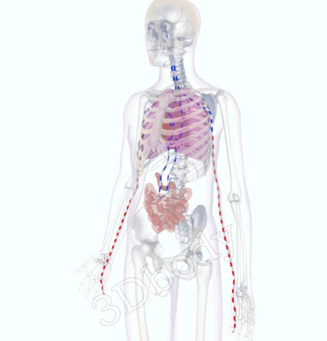 3d十四经络动态循行图,经络图3d动态图三焦经