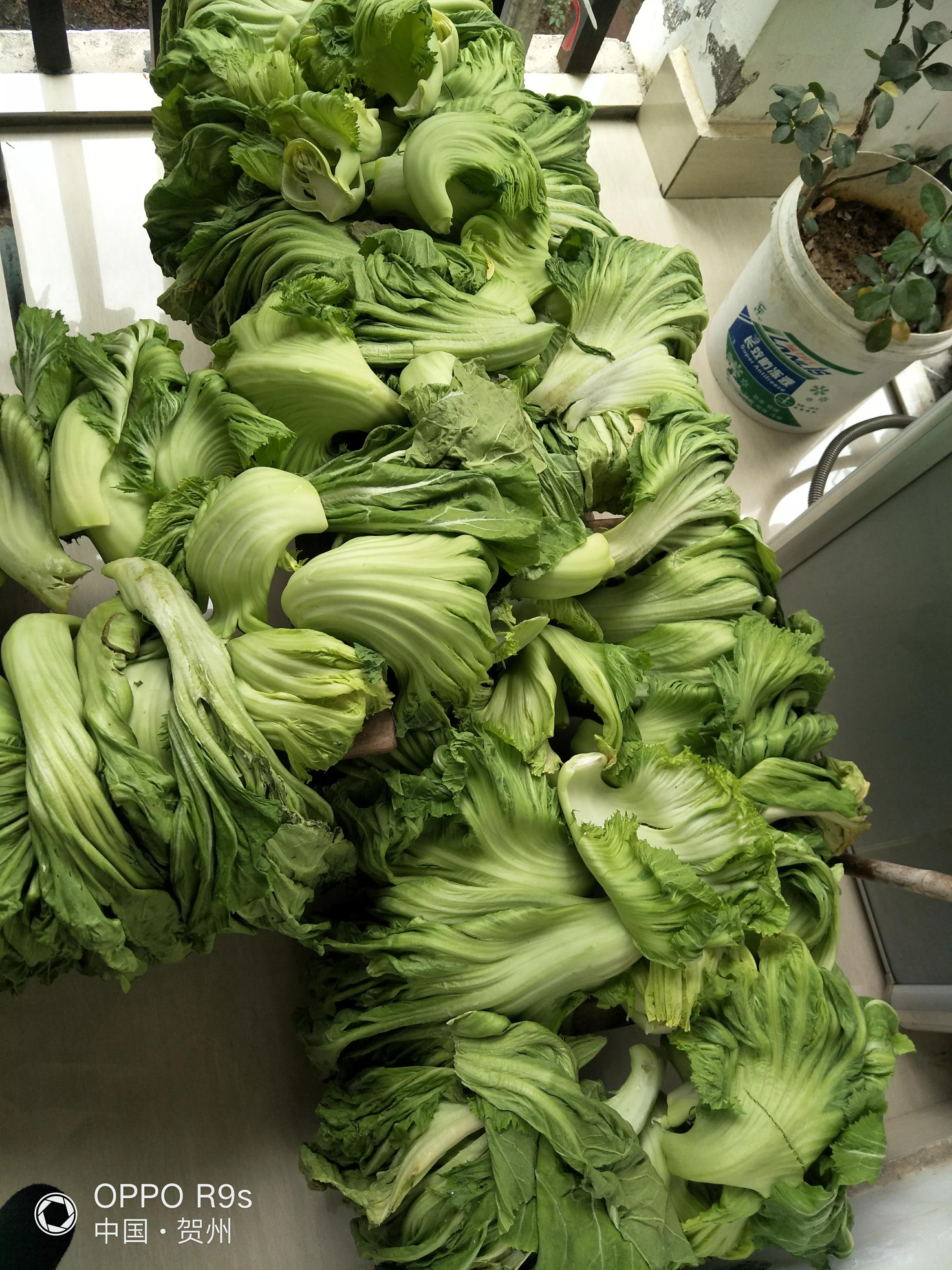 你们见过这样腌咸菜的吗？我从很小就看过我爸妈是这样腌咸菜的了