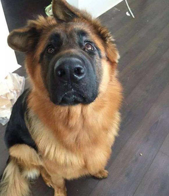 七个多月的德牧不立耳怎么办,4个月德牧没立耳正常么