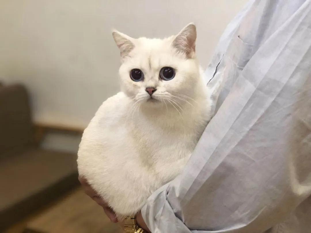 和宠物交流说什么,和宠物谈恋爱