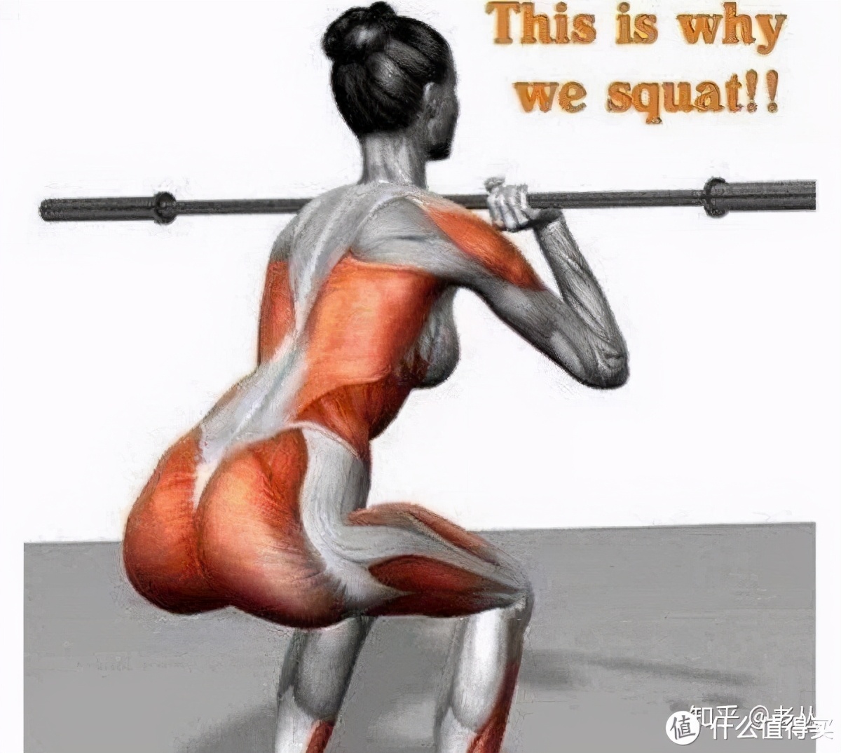 深蹲的好处和坏处深蹲的正确姿势,深蹲的标准动作与功效