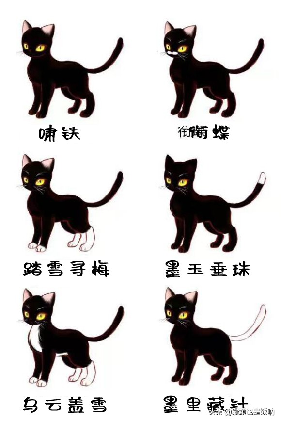 临清狮子猫饲养方法,狮子猫饲养的注意事项