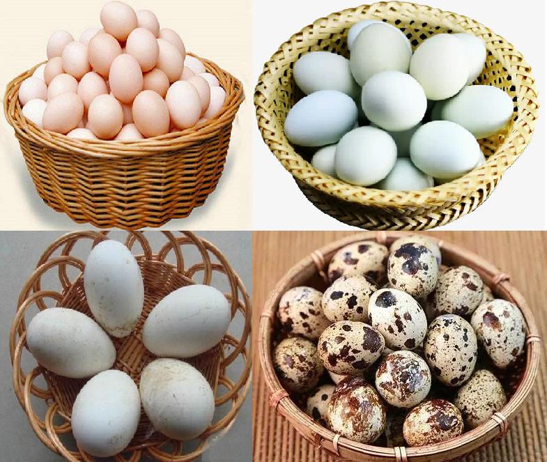 蛋类哪个营养价值高,蛋类有哪几种