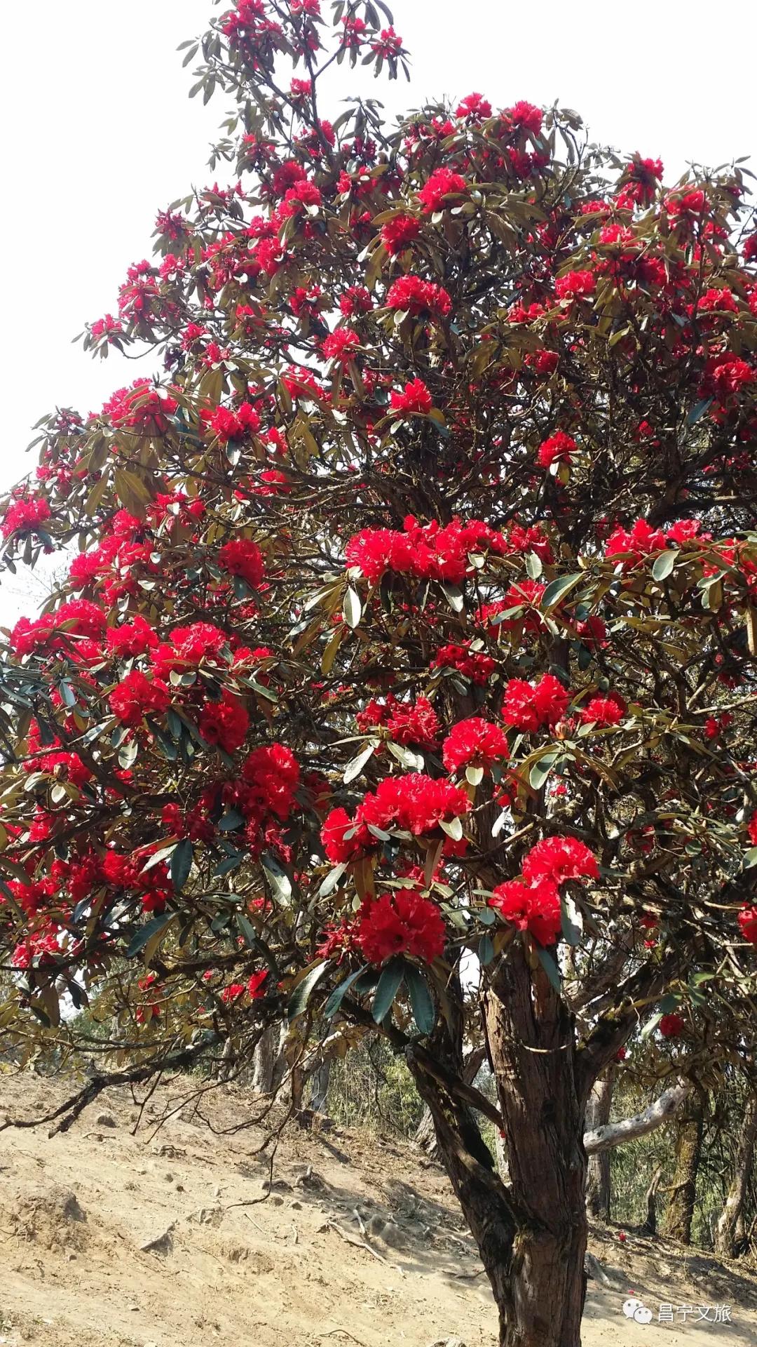 澜沧江梅里大峡谷景观,澜沧江大峡谷美景