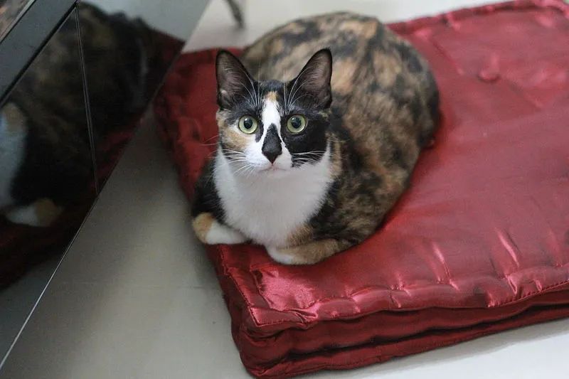 扒开猫咪毛发看有没有虫,猫咪的毛剥开后身体发黑