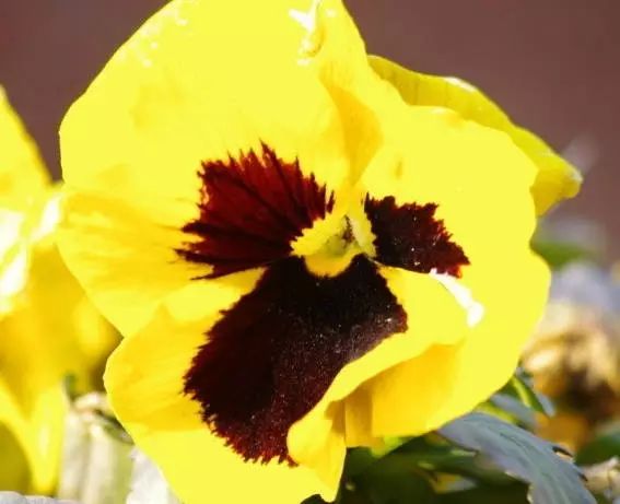 三色堇是一种花吗,鬼脸花三色堇