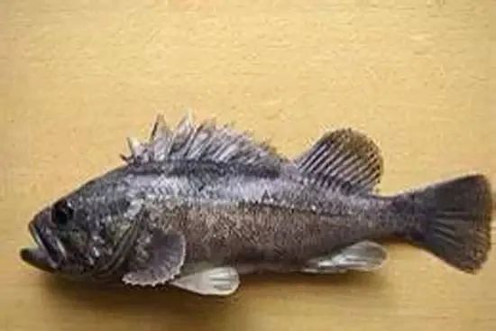 海鲜大全,最全海鲜冷知识