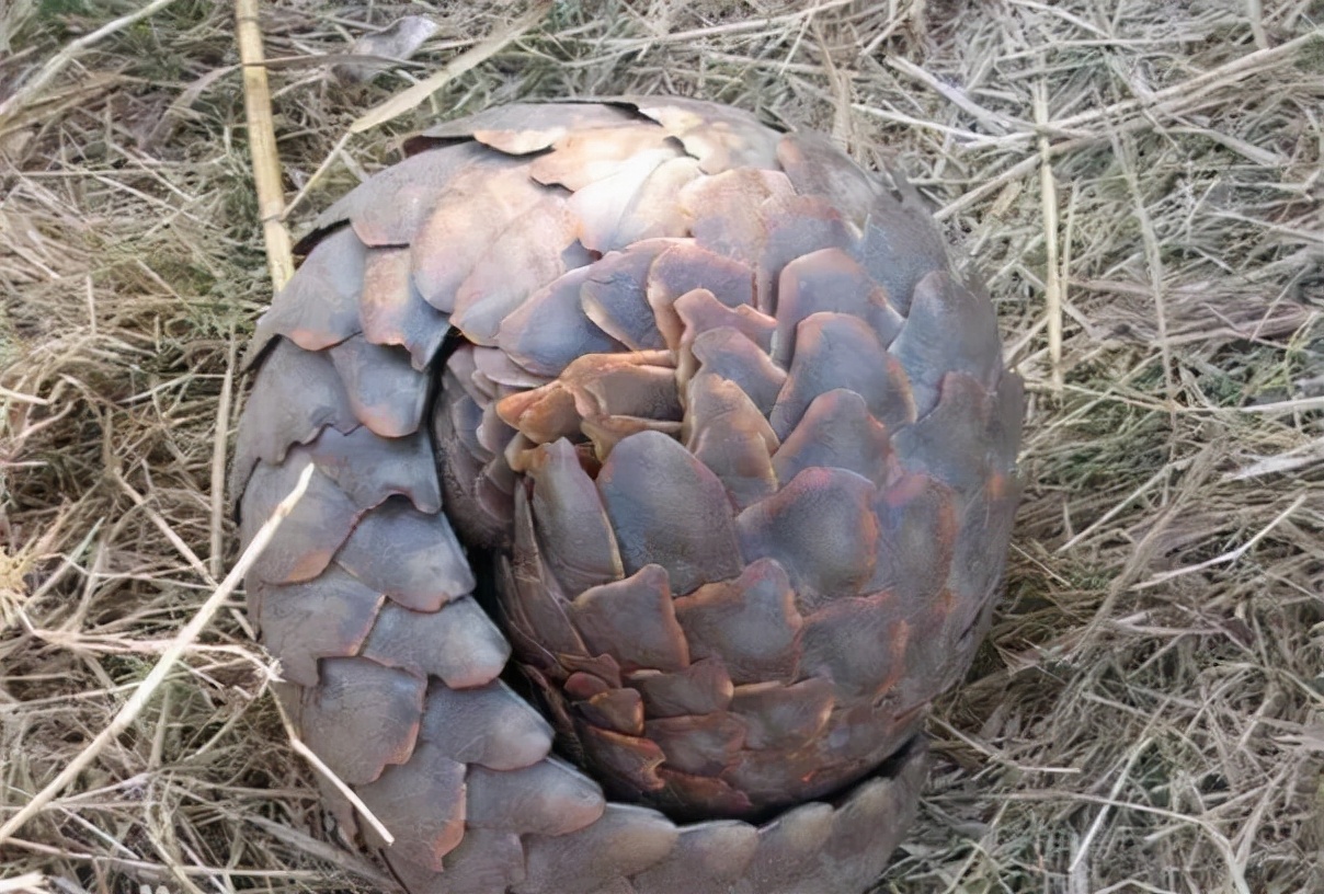 恐龙可爱还是企鹅可爱,动画呆萌恐龙图片可爱