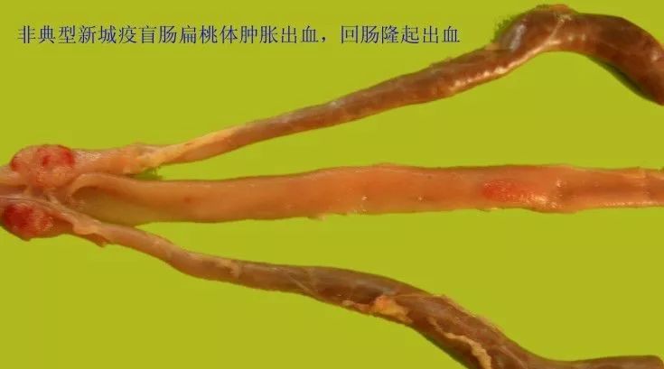 家禽常见疾病及检测方法书籍,家禽养殖疾病诊断