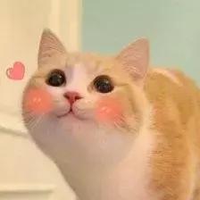 龙猫里有豆豆龙 (龙猫中小龙猫)