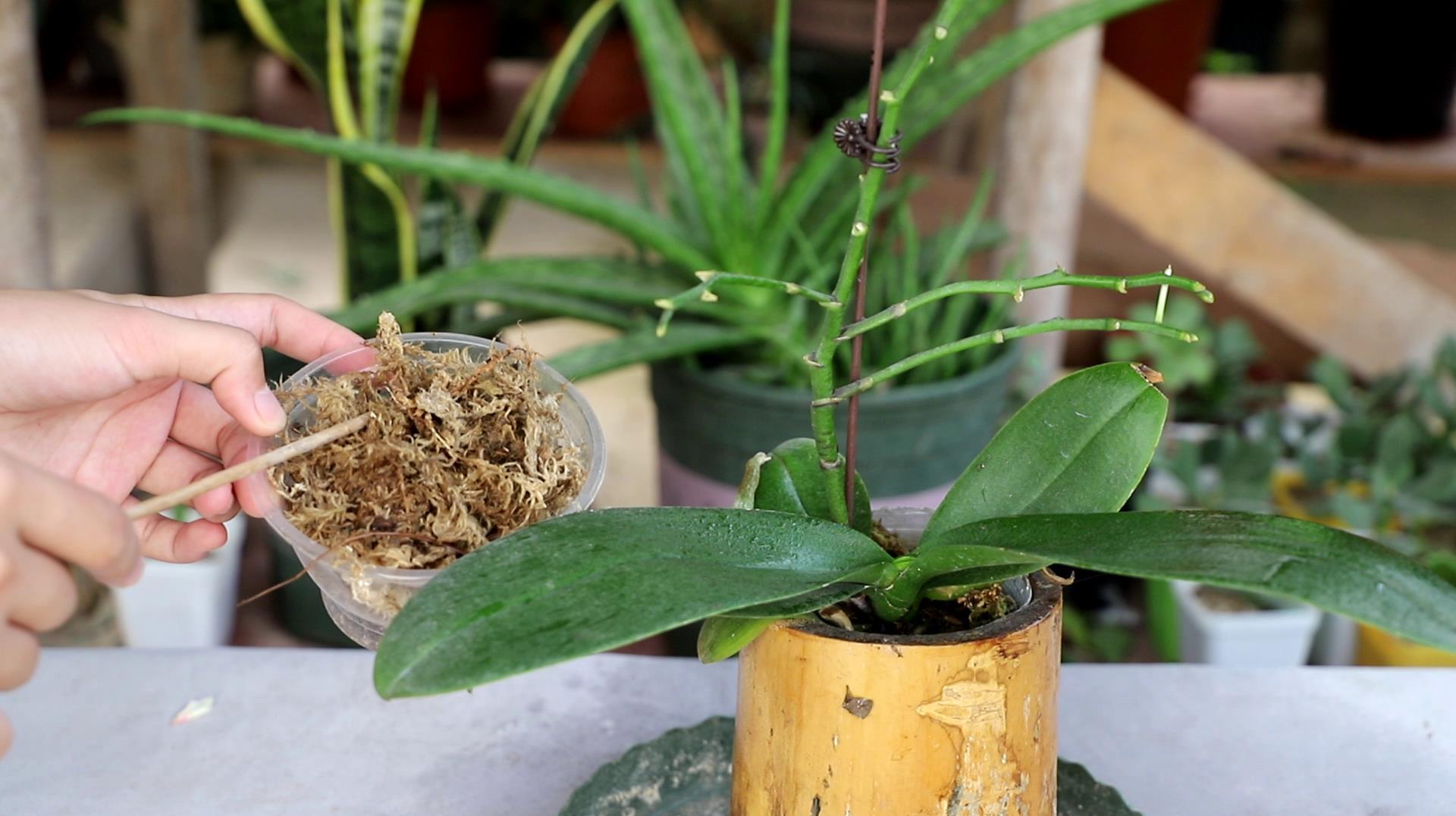 蝴蝶兰花开败了要扔掉吗,蝴蝶兰花谢了就扔