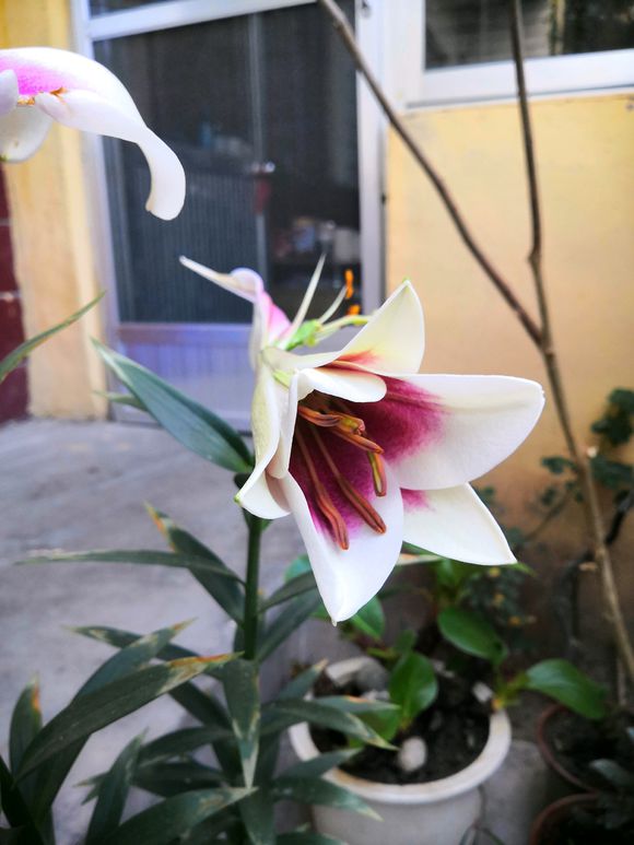 百合叶黄怎么办,百合竹叶子发黄发软的解决方法