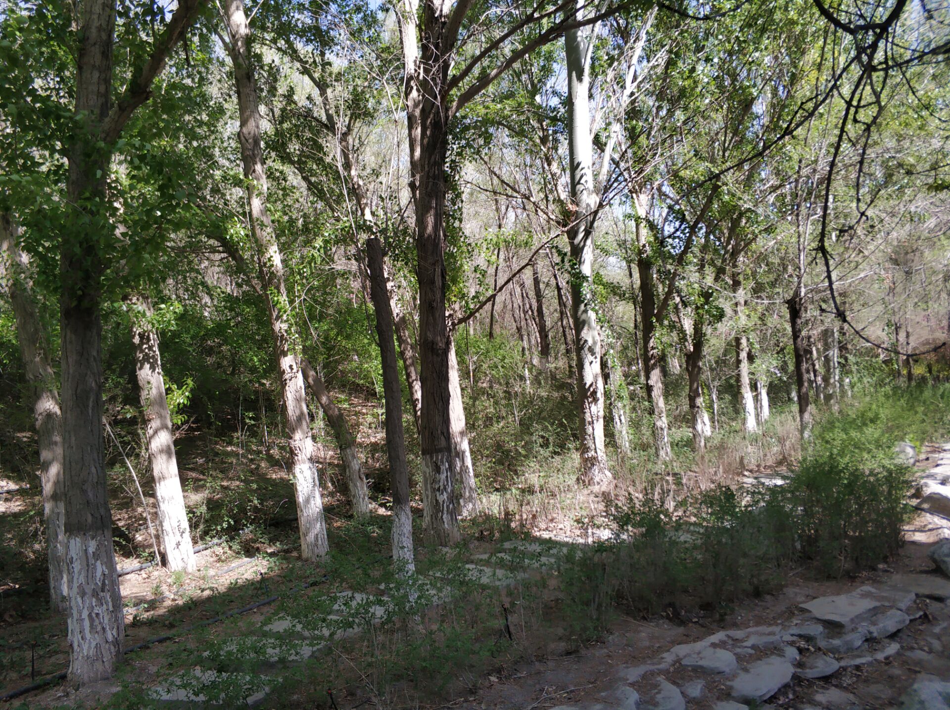 乌鲁木齐居然有这么漂亮的地方,乌鲁木齐周边森林公园在哪里