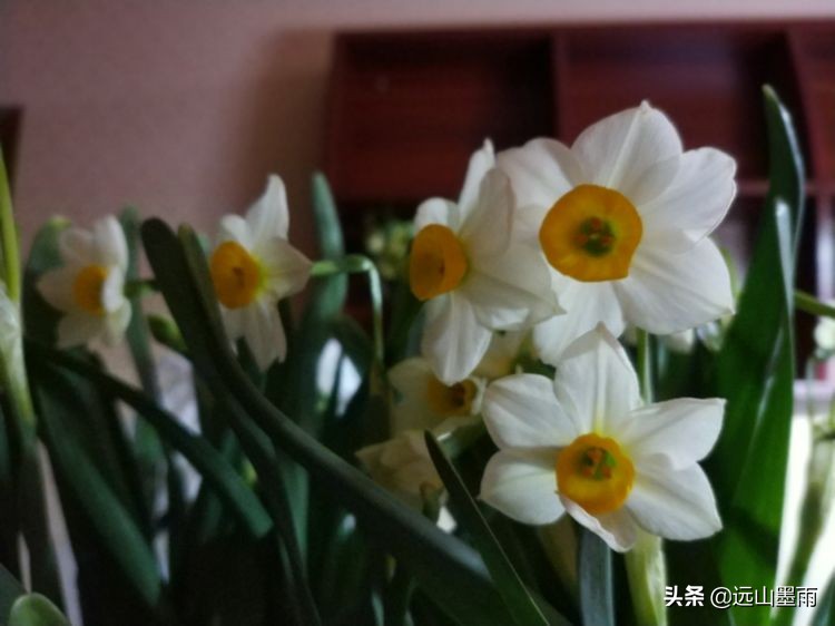 2020新年到、昆明暖冬迎春来,又是一年水仙花开、淡香飘逸的季节