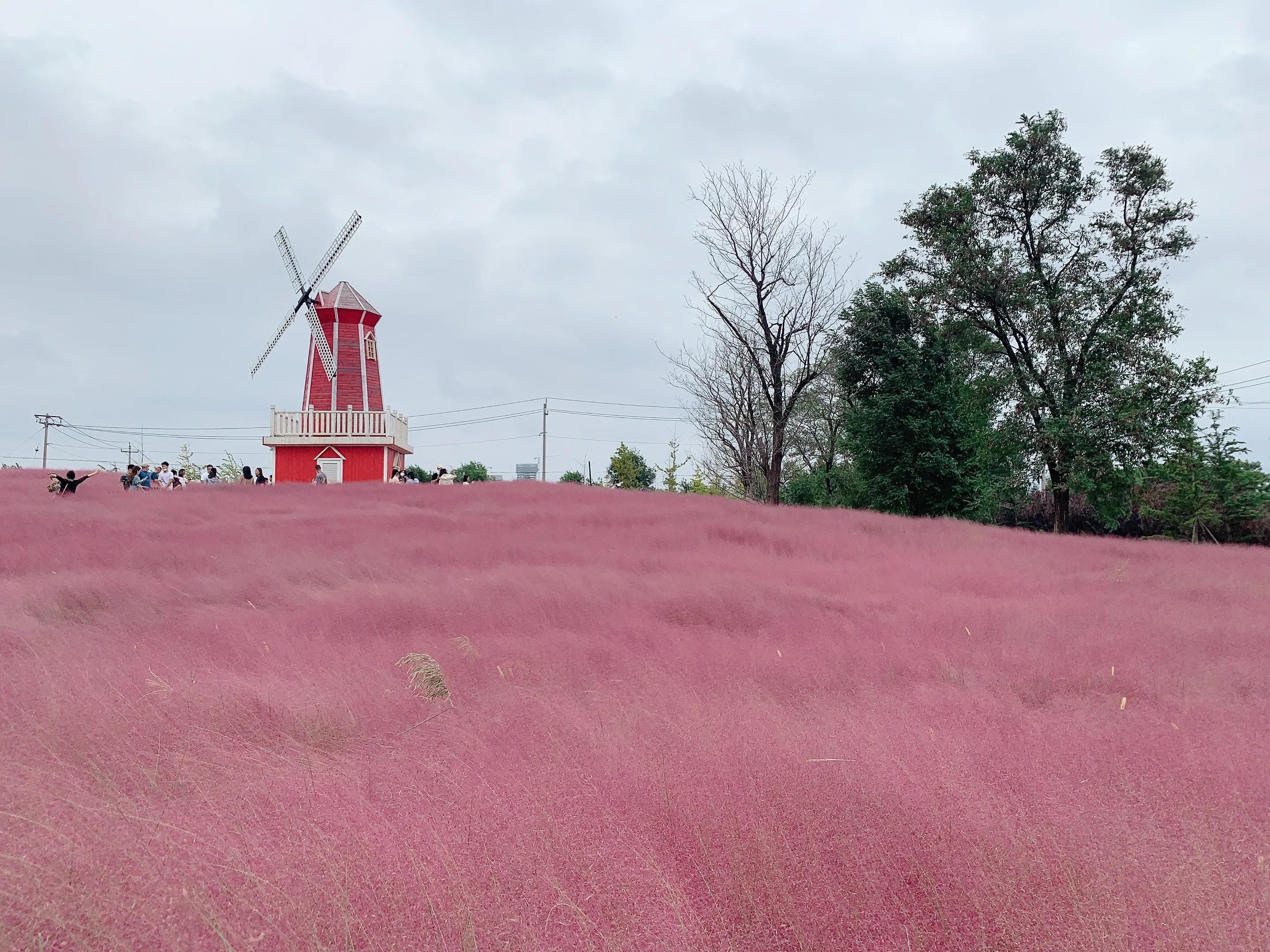威海公园网红打卡的景点,威海羊亭湿地公园地址