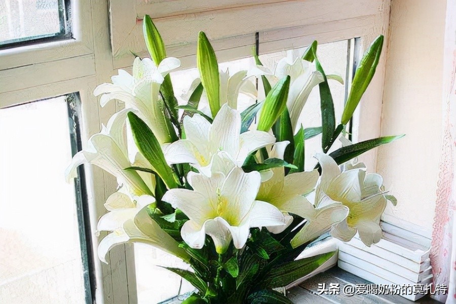 花语和寓意是鼓励的花,太阳花的寓意和花语图片大全