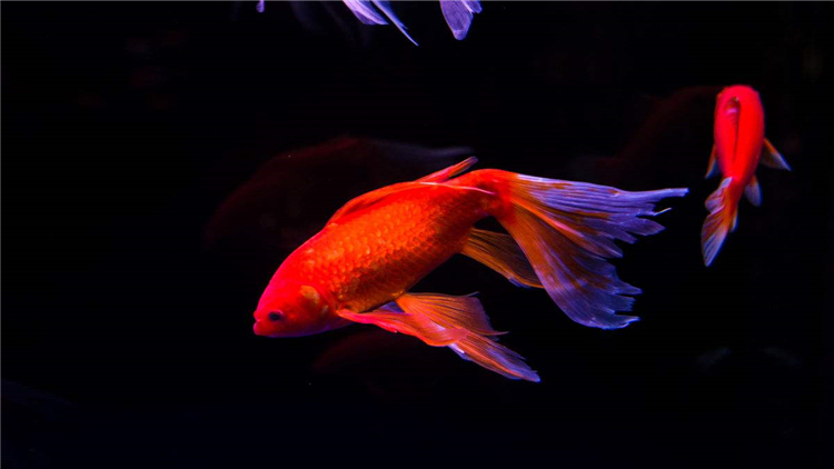 为什么家里养的金鱼总缺氧,新入鱼缸如何判断金鱼缺氧了