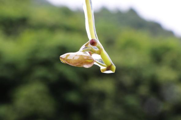 山野莼菜,浙江野生莼菜有哪些特点