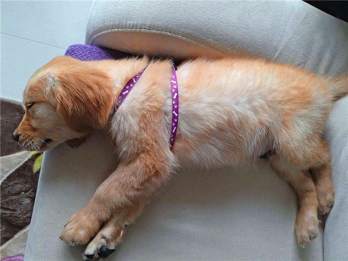 辟谣迷你狗的谣言,狗狗细小成犬后还会得吗