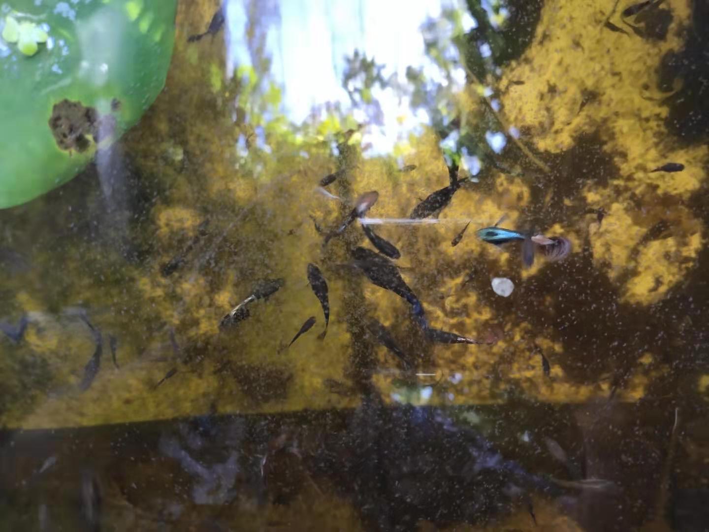 孔雀鱼一直全部待在水底没事吧,孔雀鱼有几条一直在水底下