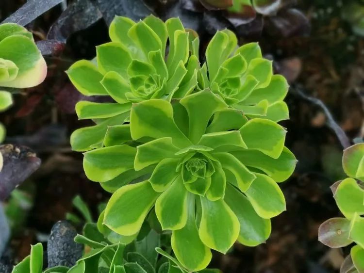 法师新品：青翠欲滴“檬”动我心，青檬法师育繁记