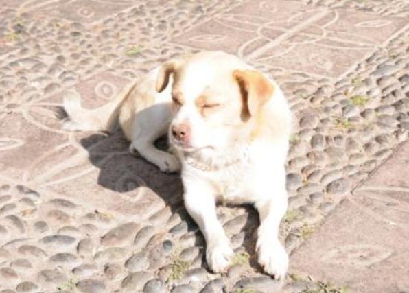 狗狗鼻子褪色的原因以及改善方法,狗狗鼻子上有硬块结痂是什么原因