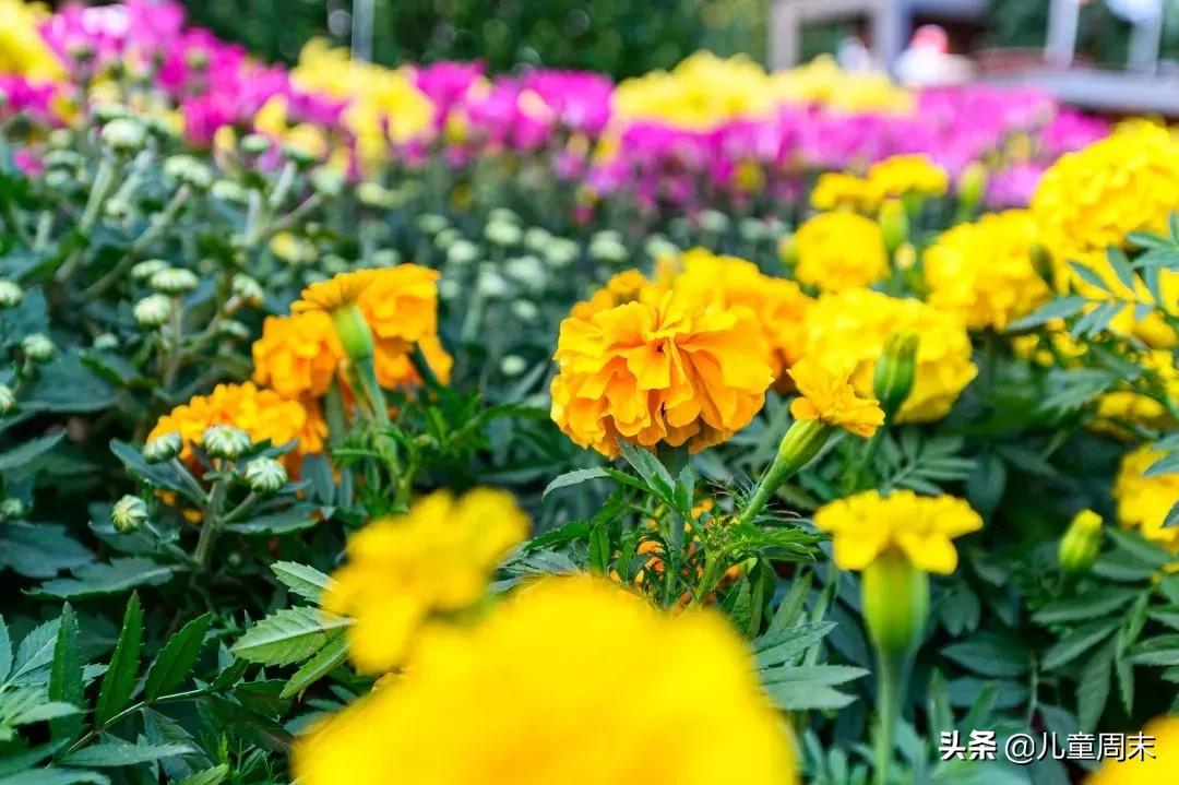 深圳十大免费景点路线,深圳10条绝美海岸线