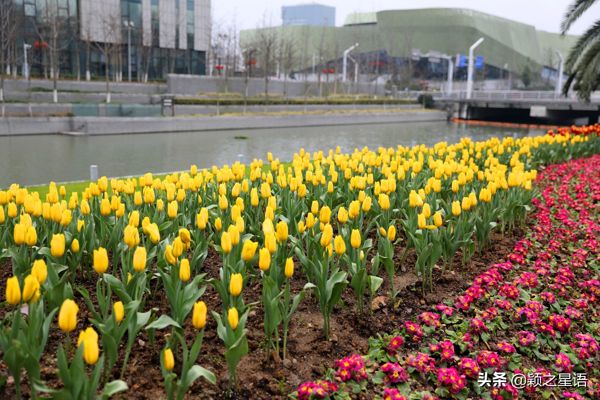 宁波最大的郁金香基地,宁波郁金香在什么地方