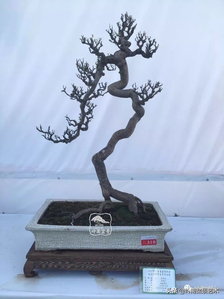 以根代杆下细上粗式盆景图片,各种老根盆景