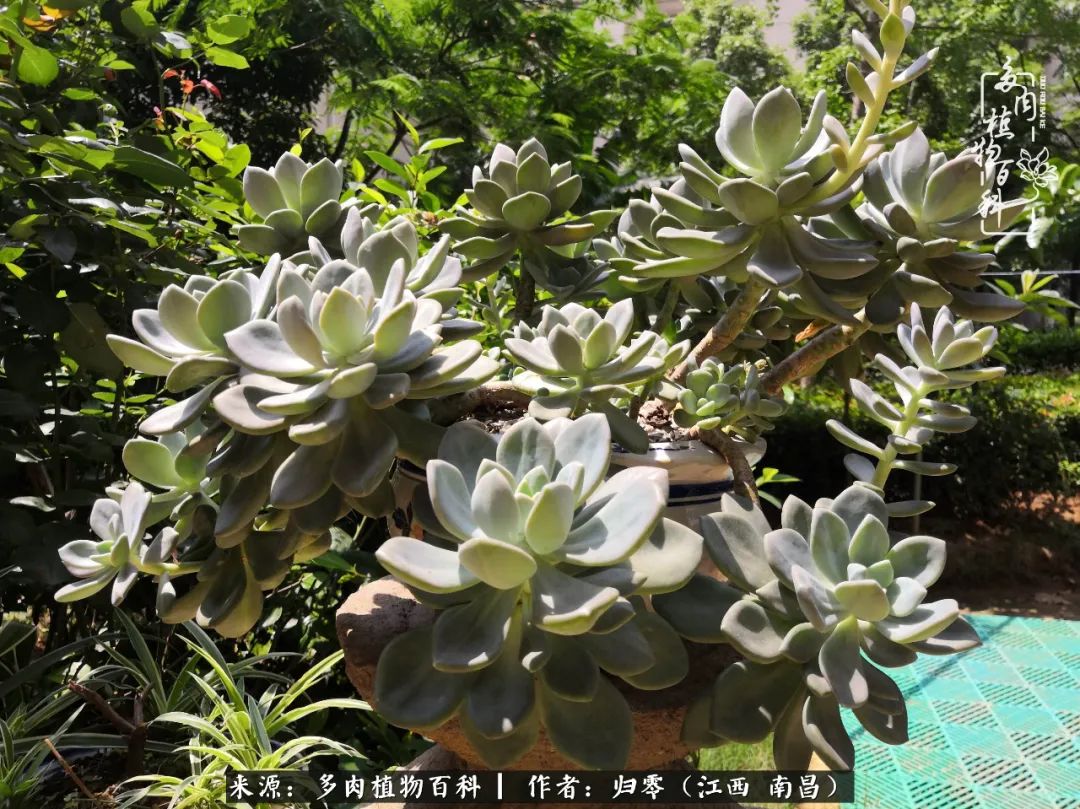 人生转个弯,在小院遇见落入凡间的多肉小精灵