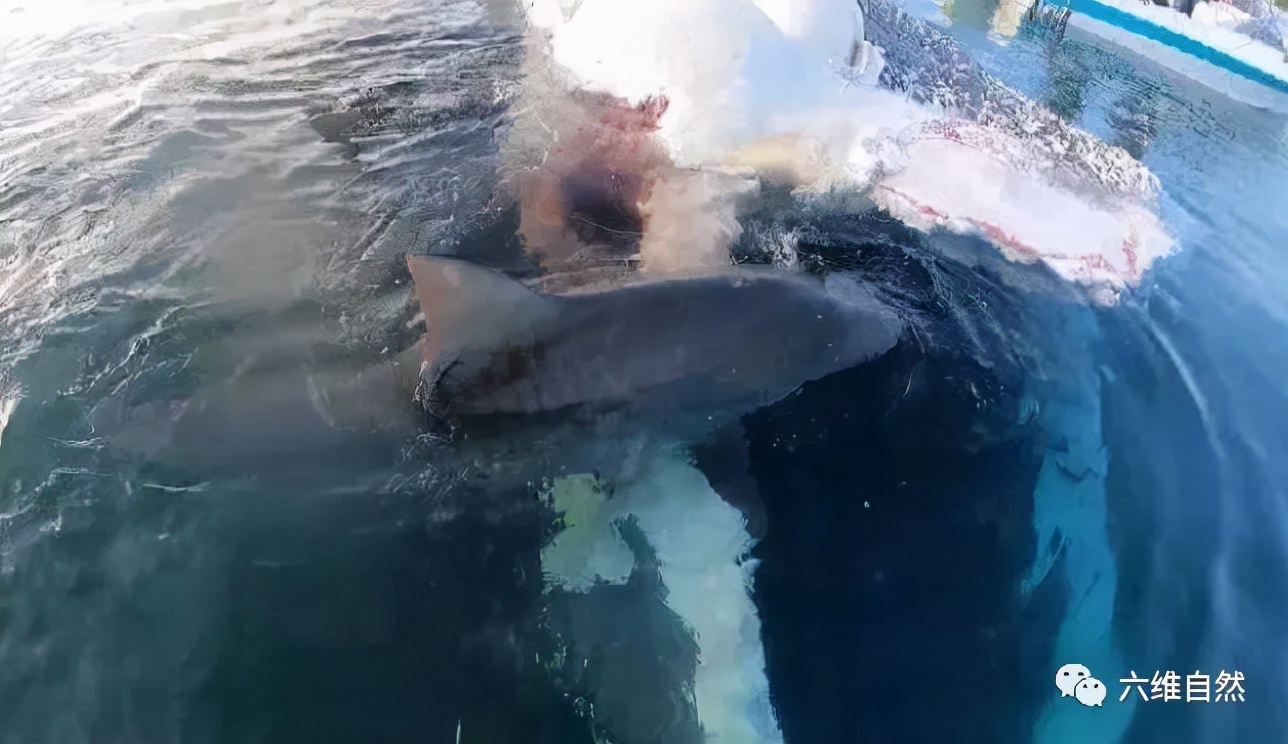 昆士兰座头鲸死亡,澳大利亚鲸鱼死亡36头