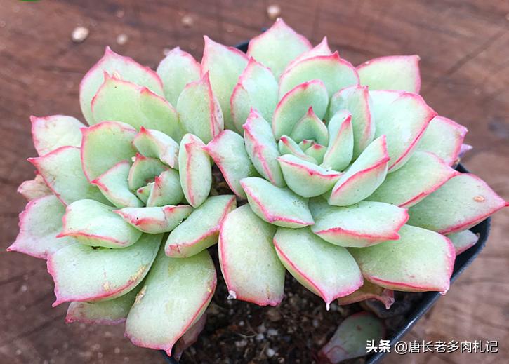 养多肉不为人知的秘密,养多肉是一个坑