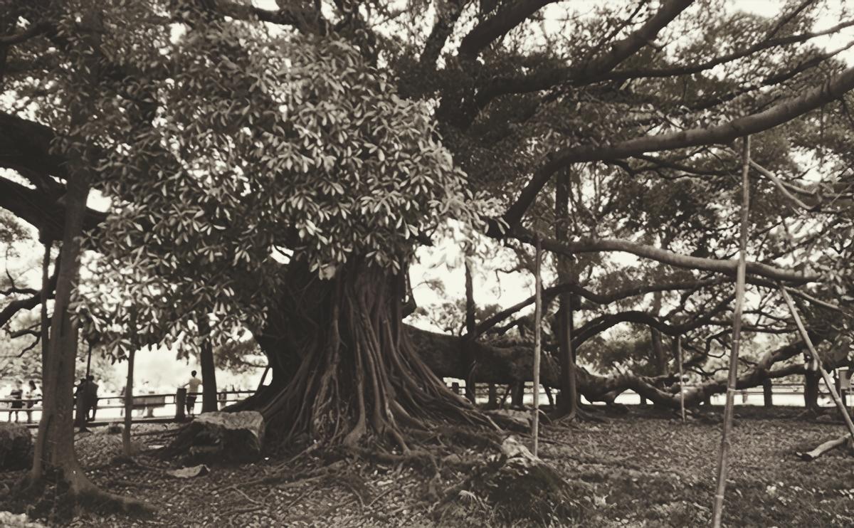 远征军战役全纪录,远征军被日本人困到山顶