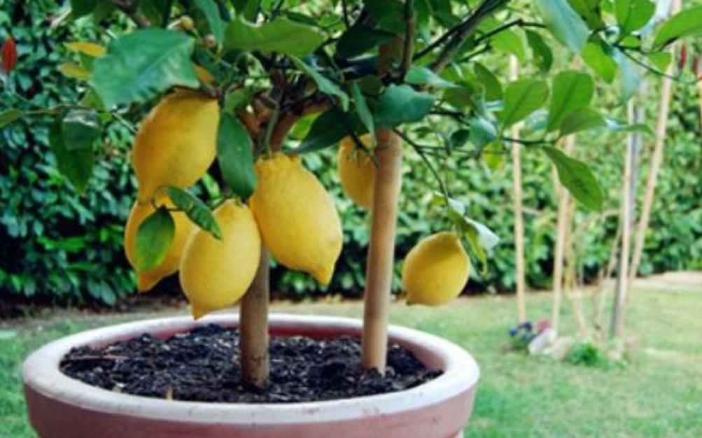 柠檬落花落叶,盆栽柠檬只开花不结果怎么办