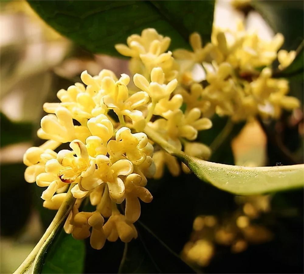 四城对比,四城比美谁的桂花味更浓