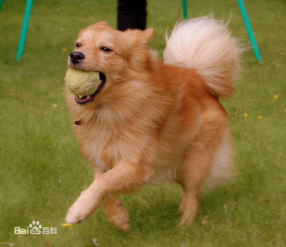 宠物狗小型犬品种排名大全及图片,性格温顺的小型犬有哪些