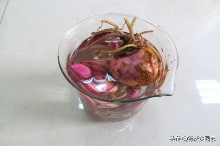 食用百合什么时候种植最好,兰州百合地栽种植详细方法