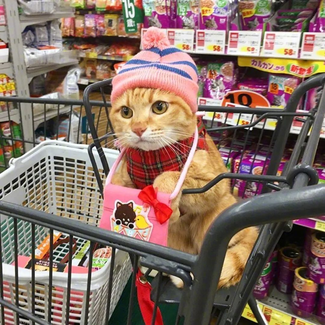 初为猫奴,新手猫奴必读